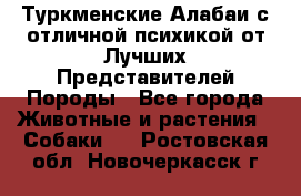 Туркменские Алабаи с отличной психикой от Лучших Представителей Породы - Все города Животные и растения » Собаки   . Ростовская обл.,Новочеркасск г.